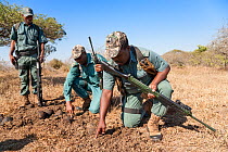 Anti-poaching unit on patrol in the bush, l-r Mshiyeni Ntuli, Sibongiseni Kunene, Sibusiso Mdluli, Ezemvelo KZN Wildlife, iMfolozi game reserve, KwaZulu-Natal, South Africa, June 2012. Editorial use o...