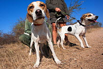 Fox hounds Chico and Jetta used in Kruger anti-poaching patrols to track down poachers, Kruger National Park, South Africa, June 2012. Editorial use only