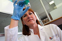 Dr Cindy Harper, director of Onderstepoort Veterinary Genetics Laboratory, University of Pretoria, sampling rhino horn for DNA profiling, June 2012. Editorial use only