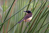 Black-capped Donacobius (Donacobius atricapilla). Ibera Wetlands Provincial Park. Argentina, October