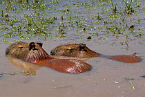 Capybara (Hydrochoerus hydrochaeris).  Esteros del Ibera / Ibera Wetlands Provincial Nature Reserve, Corrientes, Argentina, October