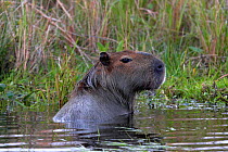 Capybara (Hydrochoerus hydrochaeris). Esteros del Ibera / Ibera Wetlands Provincial Nature Reserve, Corrientes, Argentina, October