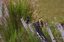 Green-barred Woodpecker (Colaptes melanochloros). Perched on fence post with Chestnut-capped Blackbird (Chrysomus ruficapillus) in background. Esteros de Ibera/Ibera Wetlands Provincial Park, Argentin...