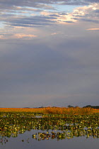 Ibera Wetlands Provincial Park, Corrientes Province, Argentina. October 2008