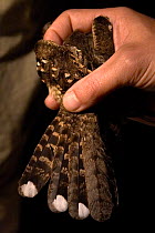 Little Nightjar (Caprimulgus parvulus) in hand with tail feathers being shown, Chaco, Argentina. October