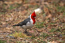 Red-crested Cardinal (Paroaria coronata) on ground Costerna Sur, Buenos Aires, Argentina. October.