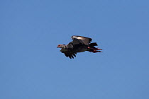 Southern Screamer (Chauna torquata) in flight. Esteros de Ibera / Ibera Wetlands Provincial Park, Argentina. October