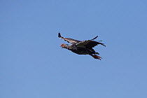 Southern Screamer (Chauna torquata). In flight, 'screaming'. Esteros de Ibera / Ibera Wetlands Provincial Park, Argentina. October
