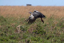 Southern Screamer (Chauna torquata). In flight. Esteros de Ibera / Ibera Wetlands Provincial Park, Argentina. October