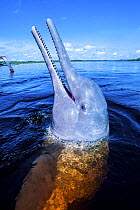 Amazon river dolphin (Inia geoffrensis), Rio Negro, Amazonia, Brazil