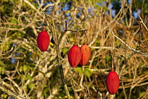 Kapok Tree (Ceiba pentandra) fruit, its fiber is eight times lighter than cotton and several times more buoyant than cork, extremely insulating as well as being odorless, non-allergic and non-toxic, A...