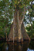 Kapok tree (Ceiba pentranda), Rio Negro, Amazonia, Brazil