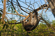 Brown throated sloth (Bradypus variegatus), Rio Negro, Amazonia, Brazil