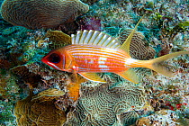 Squirrelfish (Holocentrus adscensionis) swimming over hard coral in a reef. Playa del Carmen, Mexico.