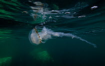 Compass Jellyfish (Chrysaora hysoscella) at sea surface. Abersoch, Wales, May.
