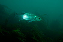 Bass (Dicentrarchus labrax) above kelp. Cardigan Bay, Wales, July.
