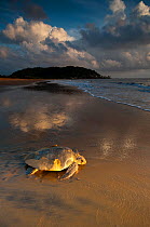 Olive / Pacific Ridley Turtle (Lepidochelys olivacea) returning to the sea after laying eggs. Cayenne, French Guiana, July.