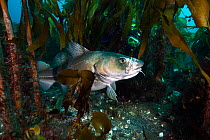 A diver approaches a large Atlantic cod (Gadus morhua) in a kelp forest.  Photographed during a two week break in fishing (to allow the fish to spawn), although this fish shows sign of a previous enco...