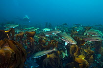 A diver swims with an aggregation of  Atlantic cod (Gadus morhua) over a kelp forest, fish approximately 1m in length. These cod were gathered in early spring off the north coast of Iceland to spawn....