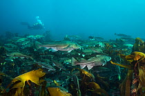 A diver swims with an aggregation of atlantic cod (Gadus morhua) over a kelp forest, fish approximately 1m in length, cod were gathered in early spring off the north coast of Iceland to spawn. Thorsho...
