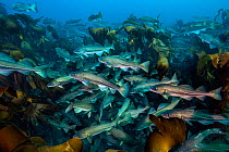A shoal of cod (Gadus morhua) in kelp forest. These cod were gathered off the north coast of Iceland to spawn, photographed during a two week break in fishing season, to allow the fish to spawn. Thors...
