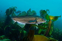 Portrait of cod (Gadus morhua) in a kelp forest with other cod in the background. These fish had moved into coastal waters in early spring for spawning. Husavik, Iceland, North Atlantic Ocean. April 2...