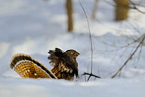 Ruffed grouse (Bonasa umbellus) in winter snow, Quebec, Canada, March