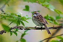 Chipping sparrow (Spizella passerina) Quebec, Canada, October