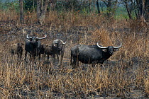 Water buffalo (Bubulus arnee) Kaziranga National Park, Assam, India