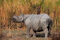 Indian rhinoceros (Rhinoceros unicornis) with only one ear, Kaziranga National Park, Assam, India