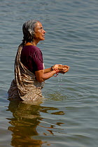 Woman washing in the holy Ganges river, along the famous ghats of Vanarasi / Benares, India 2012