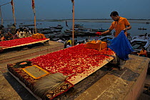Man preparing for the ceremony of Aarti poooja, a prayer to thank the holy Ganges river, on the famous ghats of Varanasi / Benares, India 2012