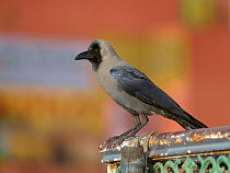 House crow (Corvus splendens) Varanasi, India, February