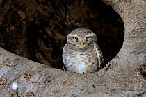 Spotted owlet (Athene brama) sitting in tree, India, March