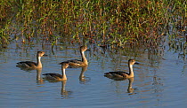 Indian whistling ducks (dendrocygna javanica) group on water, India, March