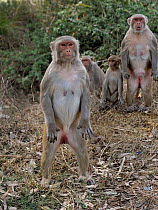 Rhesus macaque (Macaca mulatta) curious family group standing up alert, Bandhavgarh National Park, Madhya Pradesh, India