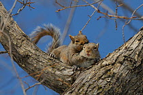 Grey squirrel (Sciurus carolinensis) pair mating up tree, Quebec, Canada