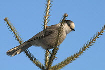 Grey jay (Perisoreus canadensis) in winter, Quebec, Canada, March