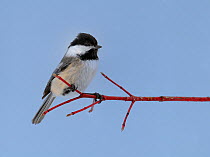 Black capped chickadee (Poecile atricapillus) in winter, Quebec, Canada, March