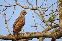Crested / Changeable hawk eagle (Spizaetus / Nisaetus cirrhatus) Kaziranga National Park, Assam, India
