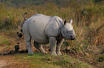 Indian rhinoceros (Rhinoceros unicornis) juvenile defacating, Kaziranga National Park, Assam, India