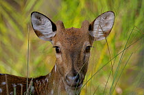 Chital deer (Axis axis) young male portrait, Bandhavgarh National Park, Madhya Pradesh, India