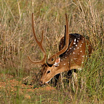 Chital deer (Axis axis) male in velvet, grazing on grass, Bandhavgarh National Park, Madhya Pradesh, India