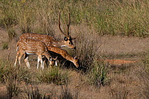 Chital deer (Axis axis) family group, male in velvet, grazing, Bandhavgarh National Park, India