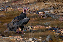 Red headed / Asian king vulture (Sarcogyps calvus) in the river, Kanha National Park, Madhya Pradesh, India, March