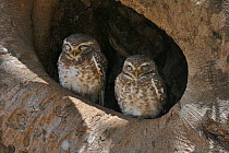 Spotted owlets (Athene brama) two sitting in tree nest, Kanha National Park, Madhya Pradesh, India, March