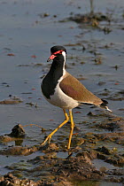 Red wattled lapwing (Vanellus indicus) in the water, India, March