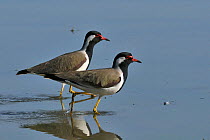 Red wattled lapwing (Vanellus indicus) two in water, India, March