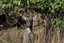 Nilgai (Boselaphus tragocamelus) male camouflaged behind grass, Bandhavgarh National ParK, Madhya Pradesh, India