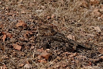 Indian nightjar (Caprimulgus asiaticus) totally camouflaged on ground, Ranthambhore National Park, Rajasthan, India, March